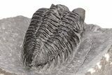 Coltraneia Trilobite Fossil - Huge Faceted Eyes #216508-4